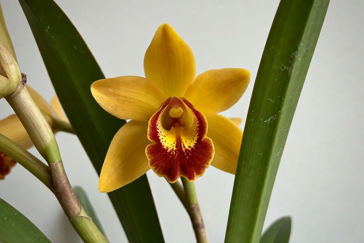 Fiore giallo di Orchidea Cymbidium