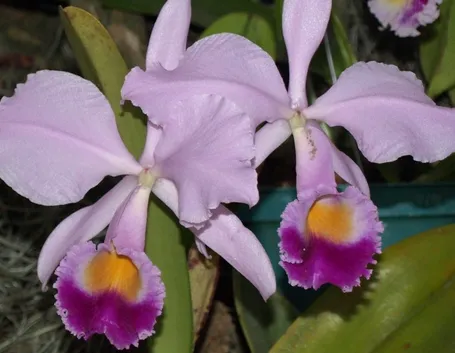 Cura delle orchidee in casa