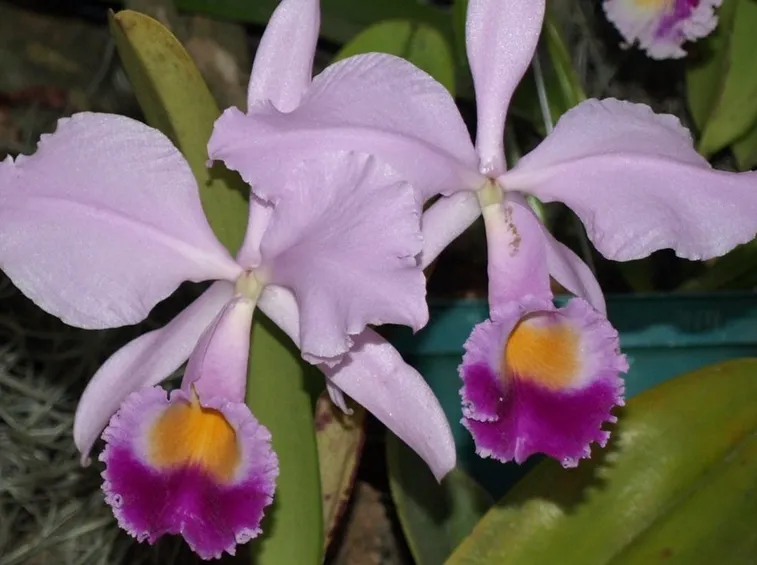 Cura delle orchidee in casa