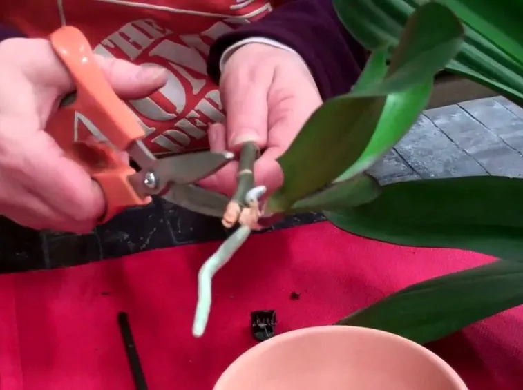 Coltivare le orchidee in casa