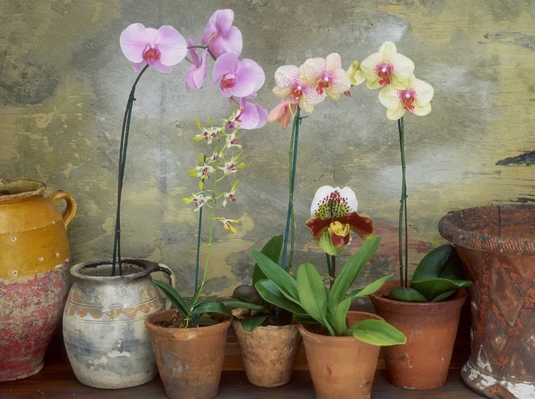 Orchidee coltivate in casa