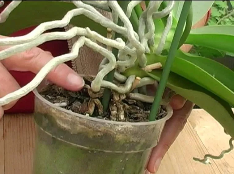 Orchidee vaso