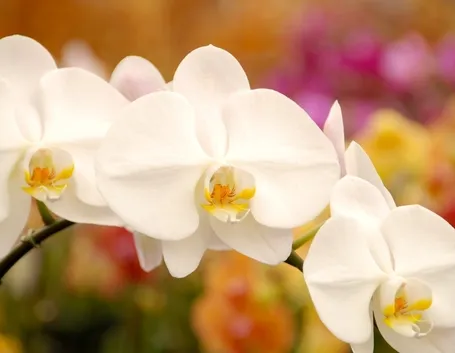 Orchidee