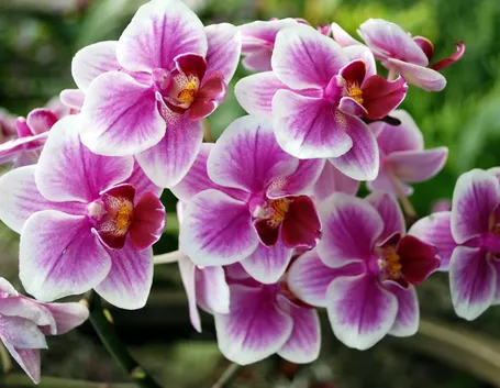Un esemplare di orchidea italiana