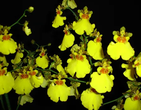 Orchidea gialla