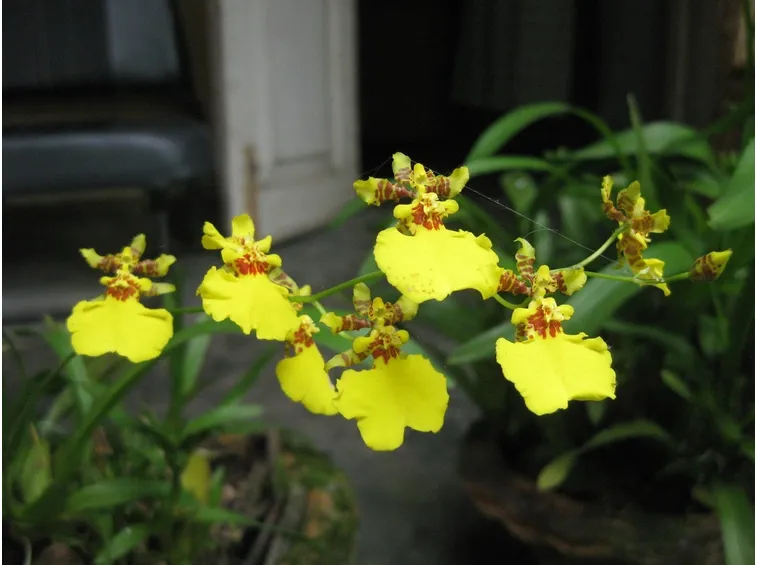 Orchidea oncidium