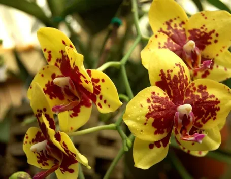 Orchidee Phalaenopsis gialle
