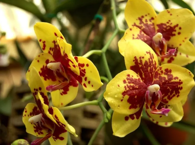 Orchidee Phalaenopsis gialle