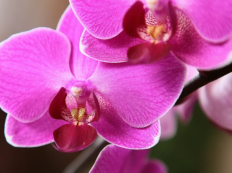 Tipologia di Orchidea Phalaenopsis