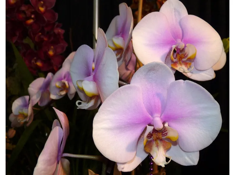Fiori delle Orchidee Phalaenopsis