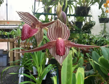 Orchidea rothschild