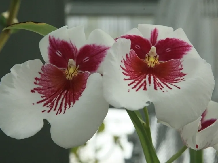 Fiore orchidea