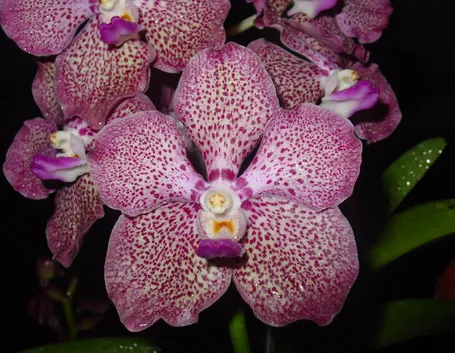 Orchidee Vanda