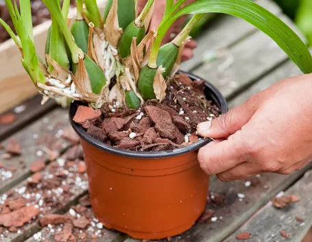 rinvasare orchidee
