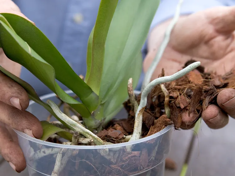orchidee rinvaso