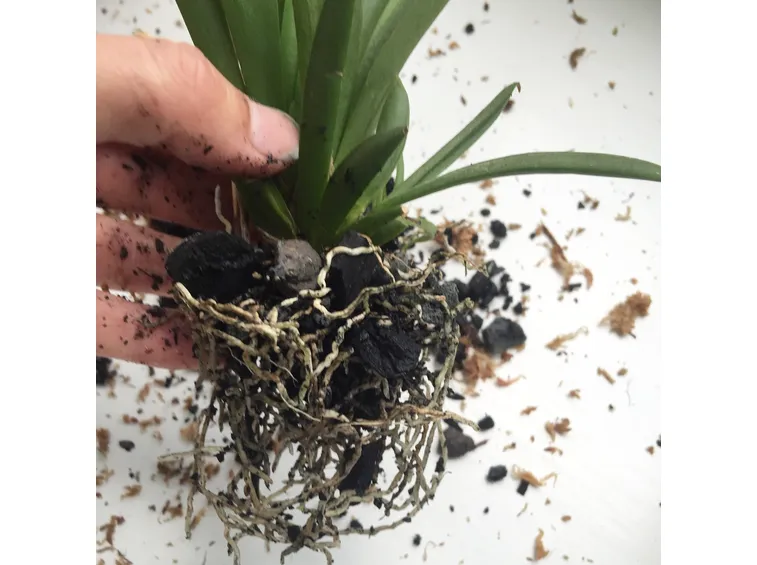 Come rinvasare orchidee