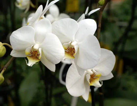 Ramo di orchidee bianche