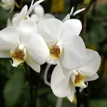 Ramo di orchidee bianche