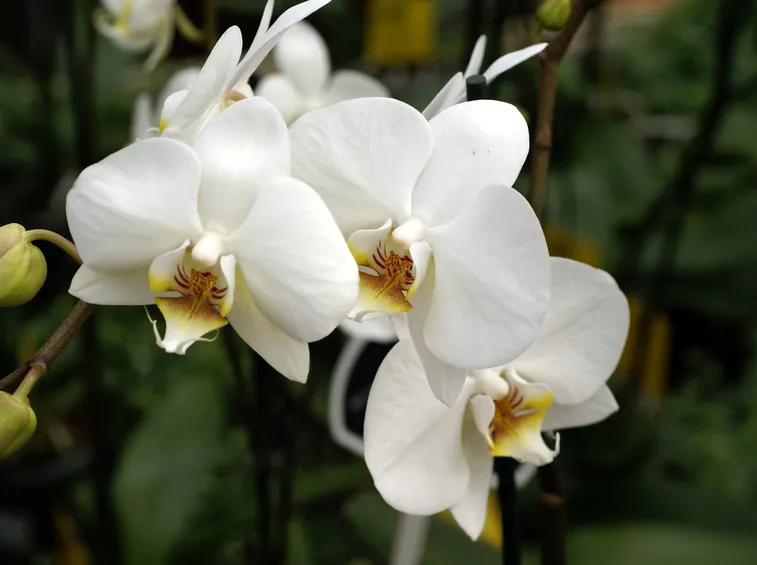 Ramo di orchidee bianche