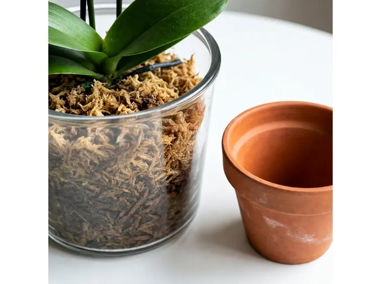 Diversi tipi di terreno per orchidee