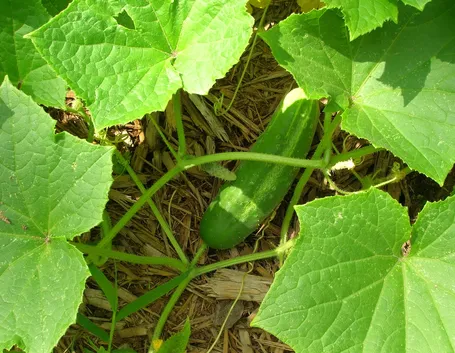 Pianta di cetrioli