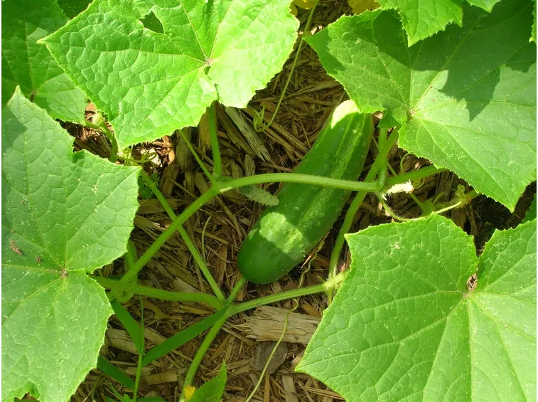 Pianta di cetrioli
