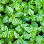 Piante basilico