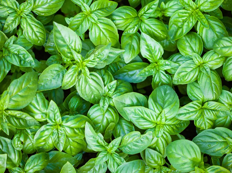 Piante basilico