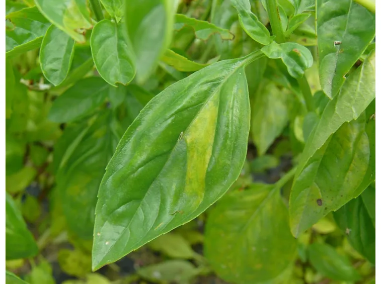 Foglie basilico ammalate