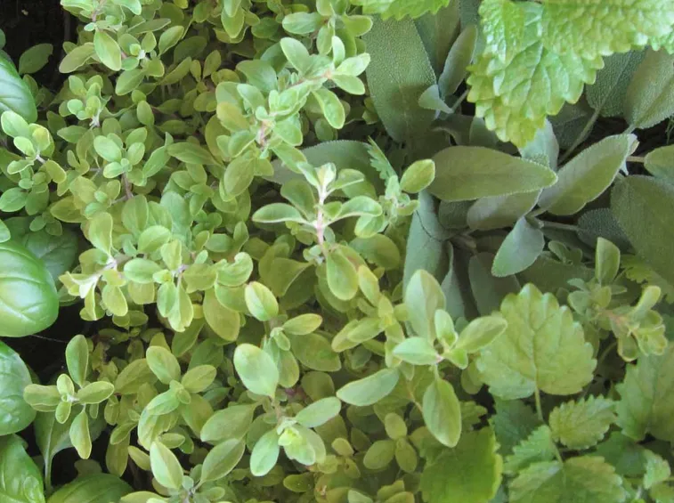 Erbe aromatiche