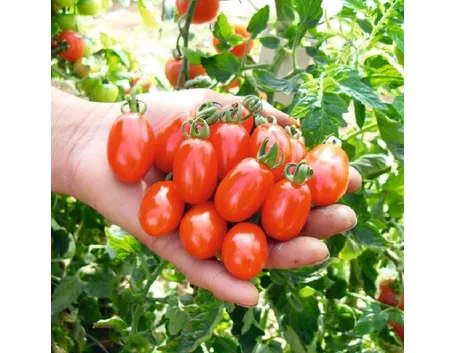pomodori datterini