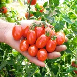 pomodori datterini