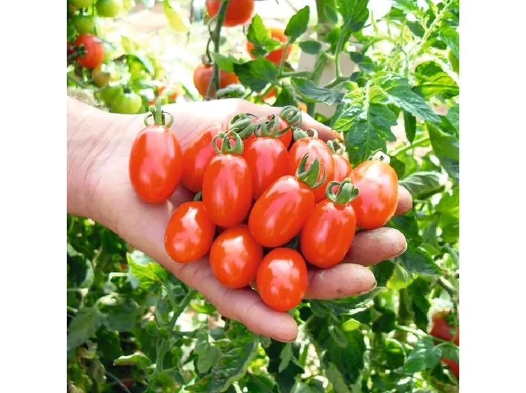 pomodori datterini