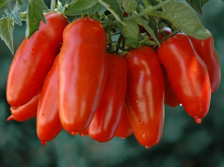 pomodori san marzano