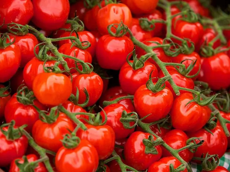 Pomodoro ciliegino
