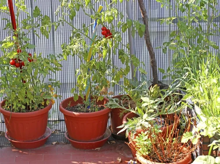 pomodori in vaso
