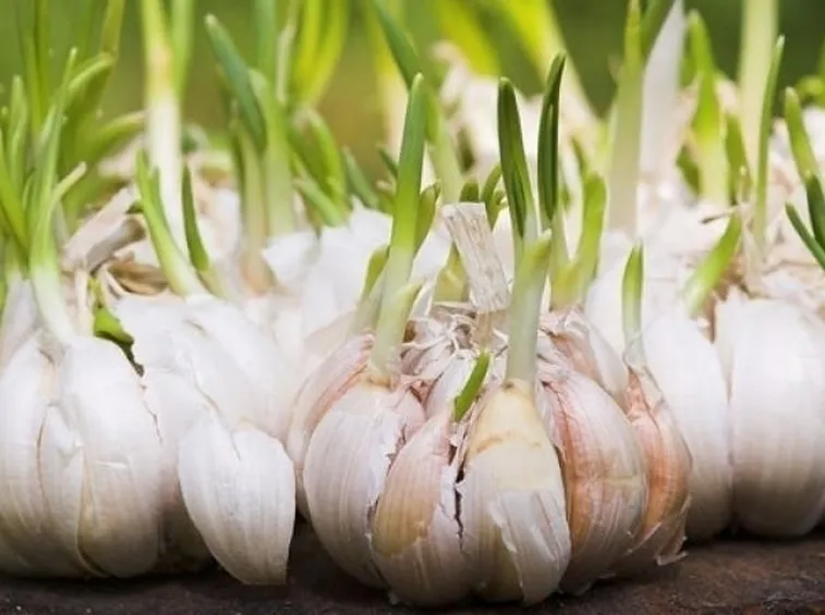 Bulbi cimati