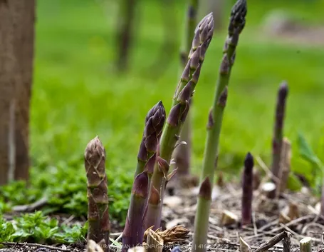 Asparagi coltivazione