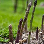 Asparagi coltivazione