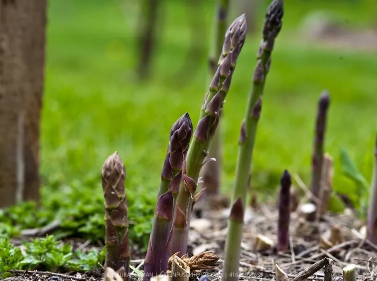 Asparagi coltivazione