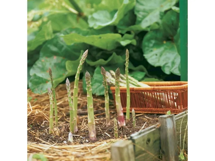 Coltivare asparagi