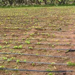 Irrigazione basilico