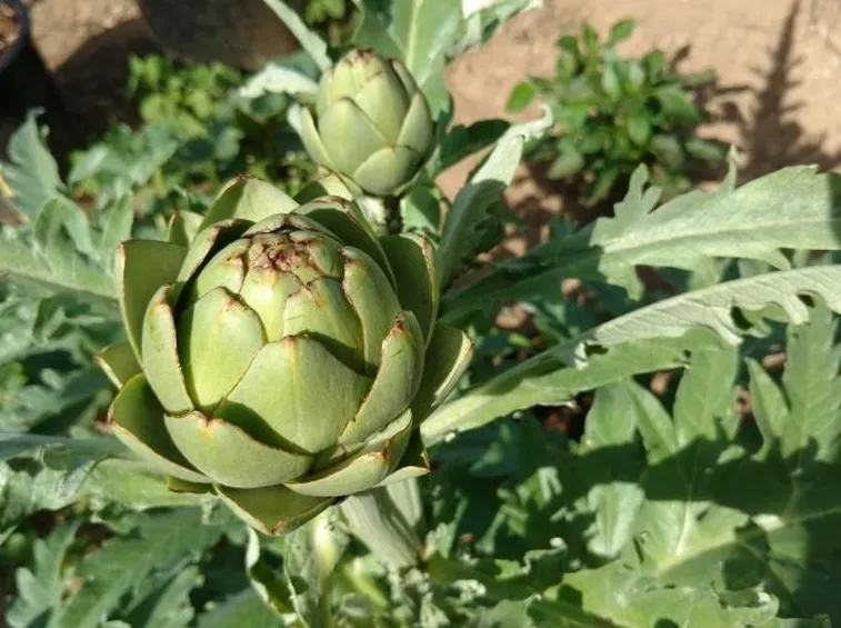 Frutto carciofo