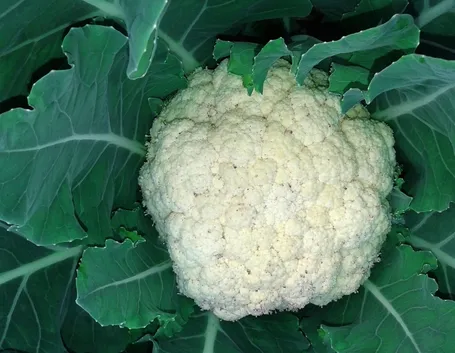 Cavolfiore pianta