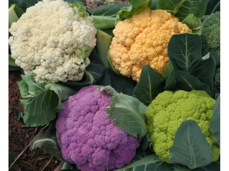 Cavolfiori varietà