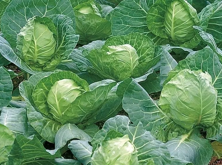Cavoli cappuccio