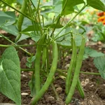 Fagiolini pianta