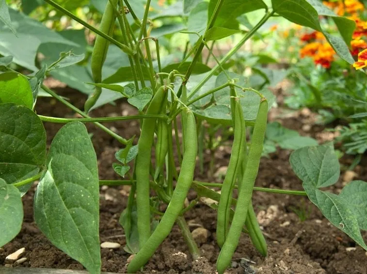 Fagiolini pianta