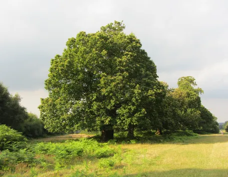 Albero castagno
