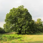 Albero castagno